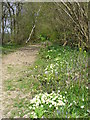 Bridleway by Pephurst Wood