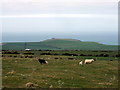 Black and white sheep above Dinas