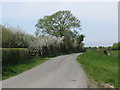 Middle Lane approaching Kingston Seymour