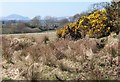 View across rough grassland towards Lliwdy cottage