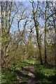 Footpath in Little Papeley Wood