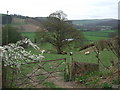 Tree in field Afon Elwy Valley