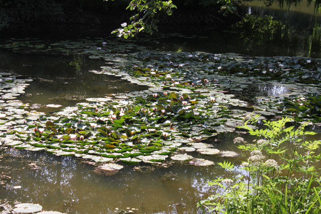 Tortworth lily pond