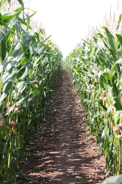 Footpath through maize field