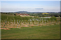 View to May Hill across a cherry orchard