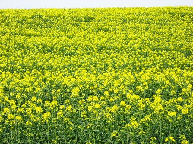 Rape crop flowering © Alan Hawkes :: Geograph Britain and Ireland