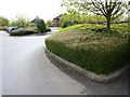 Holiday Inn Express, Taunton. Car park shrubbery.