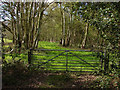 Woods along Brox Lane