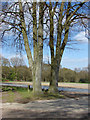 Beech Trees, Brox Lane.