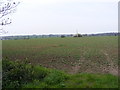 Fields off Mill Road, Badingham