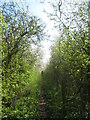 Footpath from East Blean Wood