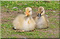 Grey Lag goslings - Roath Park, Cardiff