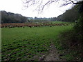 The Cleddau valley below Scleddau