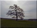 Tree near St George