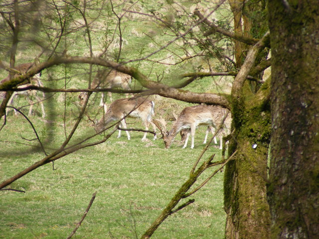 Grazing deer, Dynevor Park, Llandeilo