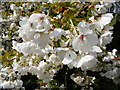 TM2665 : Cherry Tree in Blossom All Saints Churchyard, Saxtead by Geographer