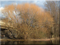 Springtime for crack willow, Tinsley canal