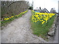 Daffodil path to the War Memorial