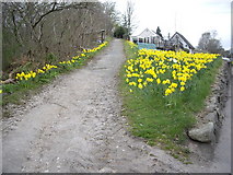 NJ8300 : Daffodil path to the War Memorial by Stanley Howe