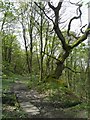 Tree on a rock, Ilkley