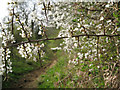 Blackthorn (Prunus spinosa)