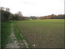 SU5849 : Hansfords Field - Breach Farm by Mr Ignavy