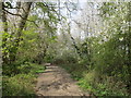 Bridleway with blossom and fresh leaves