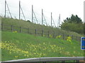 Cowslips on the M40 verge