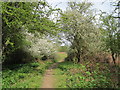 Blackthorn blossom on Northchurch Common