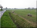 Sheep alongside Southill Road