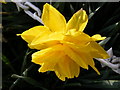 TM1459 : Daffodil at Stonham Barns by Geographer