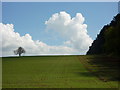 Field and the north edge of Knives Hill Plantation