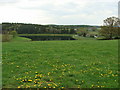 Field of dandelions, with Ynysyfro reservoir in the background