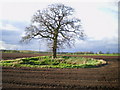 Oak tree and a small pond on the county boundary