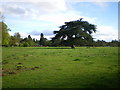 Cedar tree at Patshull Park