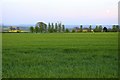 Field of cereals by Wheatley Road