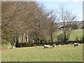 Sheep grazing near New House