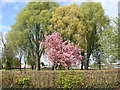 Hedge bounding the park - with Spring trees - Oakfield