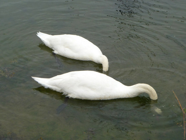 Mute Swans (Cygnus olor)