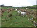 Sheep following an old track across a field near Capel Garmon