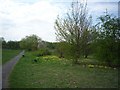 Paths near Rawdon Avenue