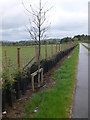 New hedge along the A470