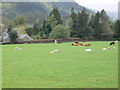 Livestock grazing at Cae