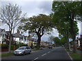 The Heathwood Rd oak tree