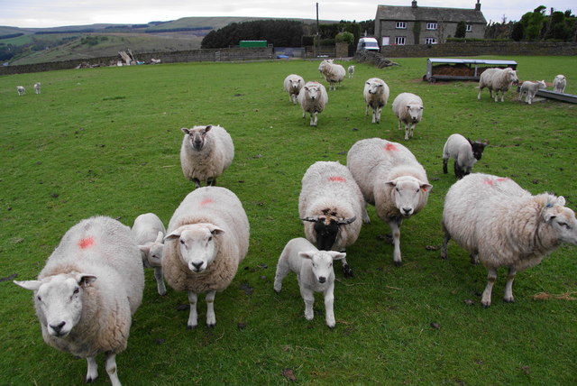 Sheep at Cloud Hill Farm © Bill Boaden :: Geograph Britain and Ireland