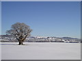 Tree in the snow