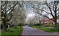 Cherry Tree Avenue, Newton on Ouse