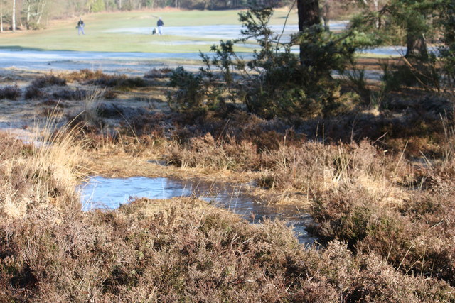 Heather by the 4th tee Reigate Heath golf course