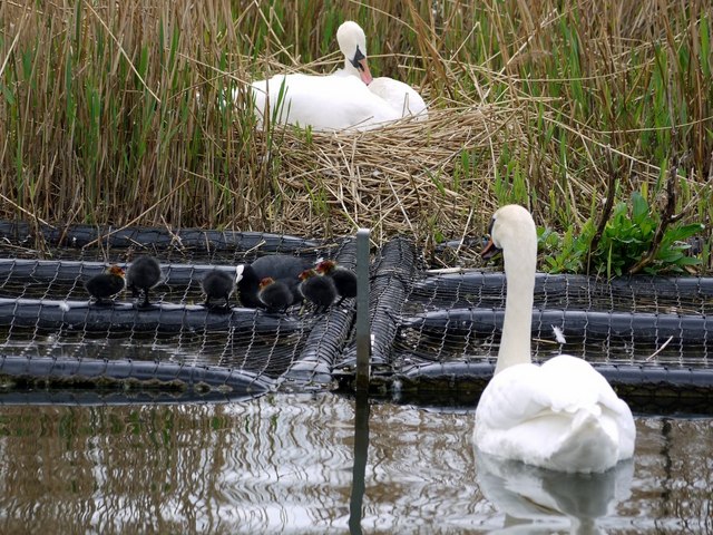 Mute Swans and Coot family, Killingworth Lake