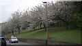 Blossom by the A26, Lewes